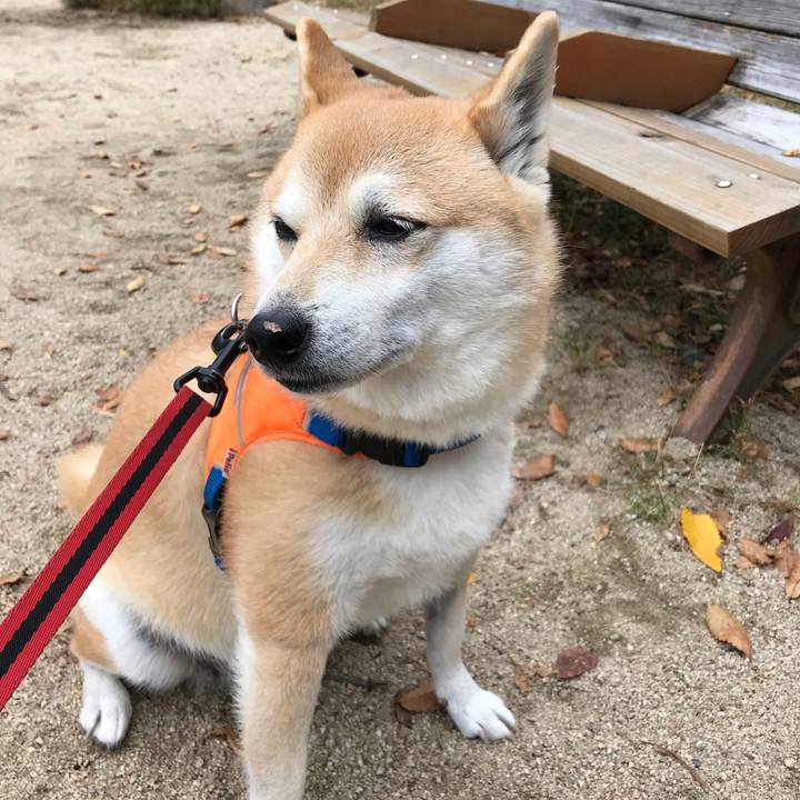 6476dd69 d04f 4d8c b403 4fab9713c98a 1542197885727