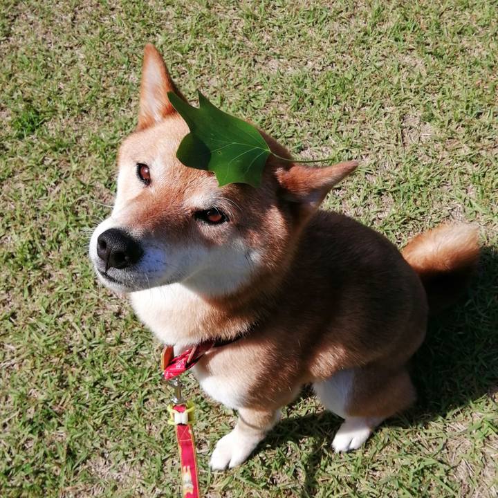 647c4968 0582 4070 abdb 9f7e28c94cbb 1591921070561