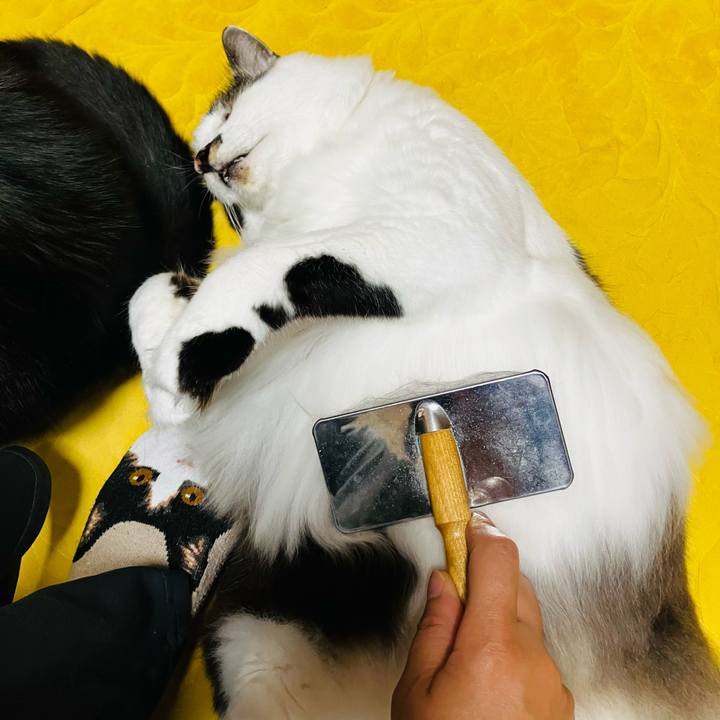 647d55a4 cca2 43e5 9fc4 1c0e7c983749 1745200887296