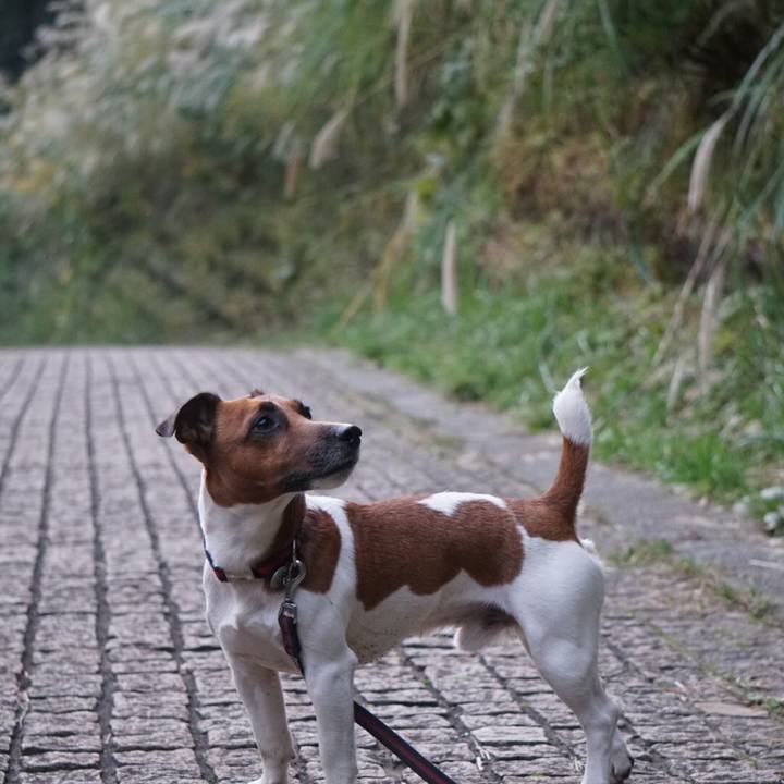 647fcaf0 ca8e 4222 8ba7 cb3e26cbd829 1509491185050