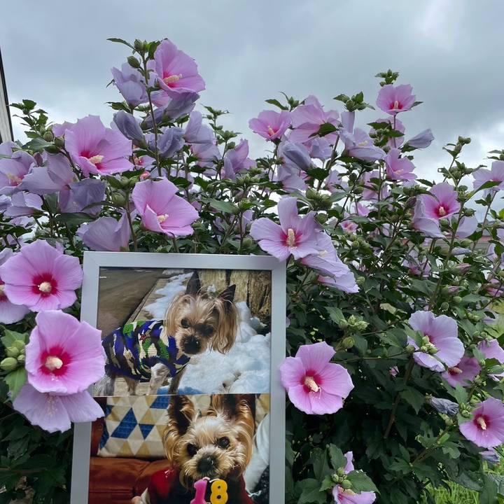 6481d323 8aa1 45c5 8fcf 68d56d83188a 1722763390745