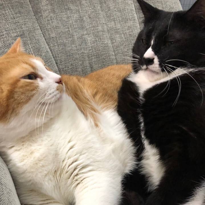 6481f783 3ad3 4446 9862 313db0238d0d 1547731407759