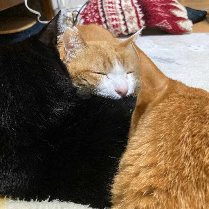 6486f703 5659 4cfc b75f 8a3ceaac90f9 1770131459442