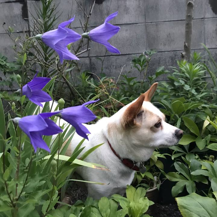 64874d4c c2a2 4157 a63f a92cc10fd932 1593574997541