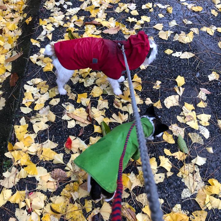 6488d709 b275 46fb ad49 3fb10476a32a 1543621654077