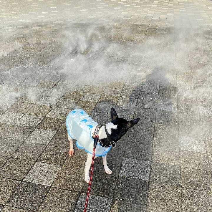 648c82f9 8eda 4dd9 9e59 9f6106c6cc6f 1597062890798