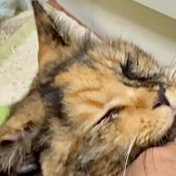 648d7aa3 de39 49ad a298 b7303679dd62 1760867998170