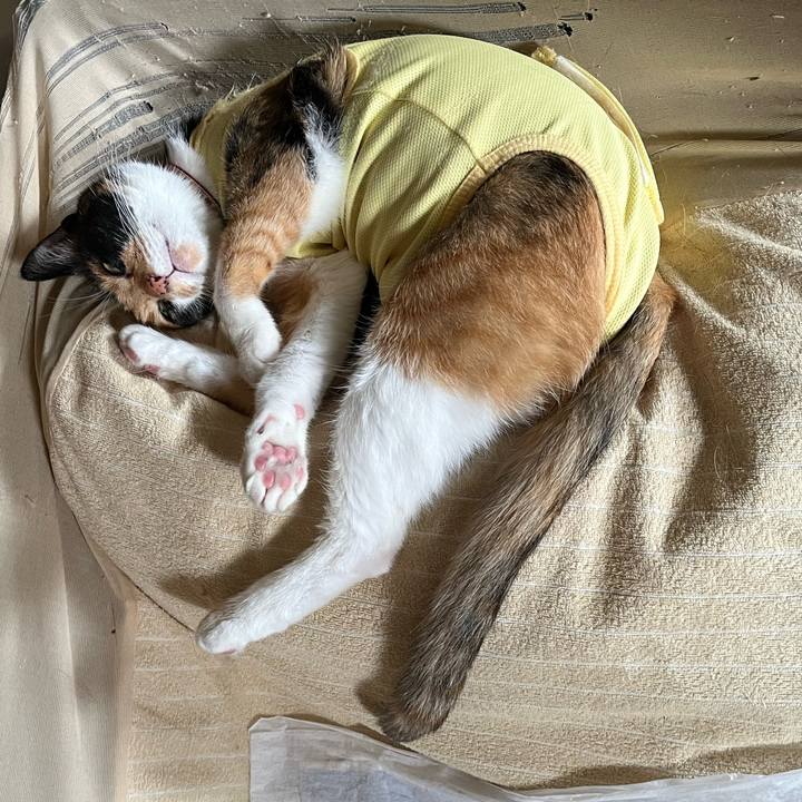 648f94d7 9bc4 466c 87af cee69dd0822d 1727673326279