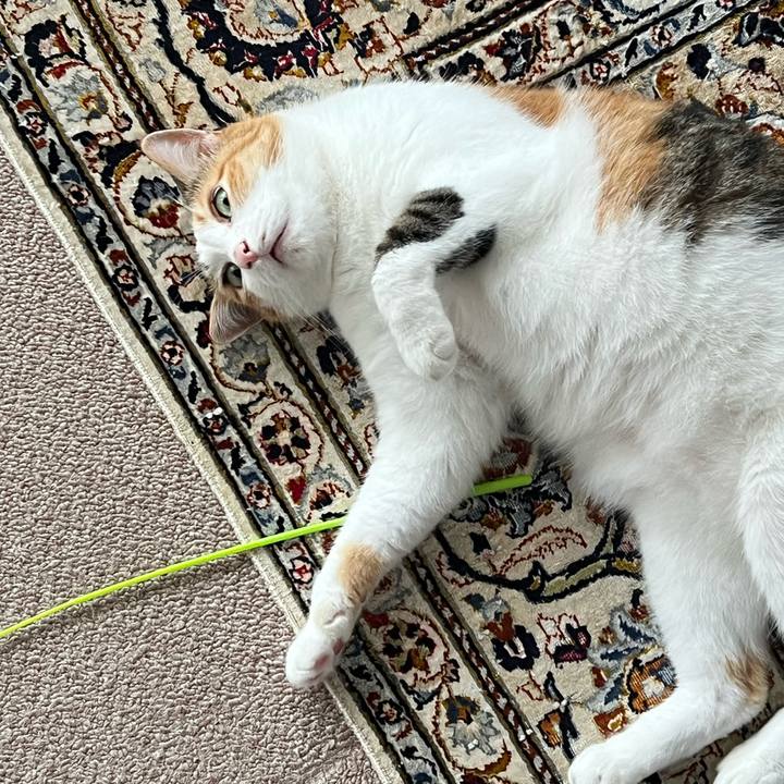 6490bdb6 cf30 4110 90ee 9eab2e0d9798 1760829366565