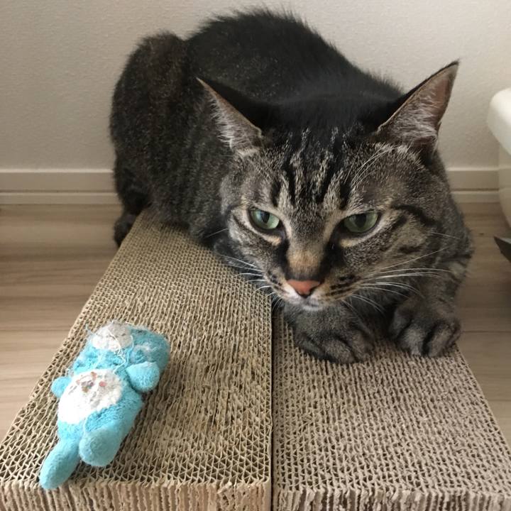 64920747 fdea 4388 9e87 cdb019ec3fb6 1560491869208