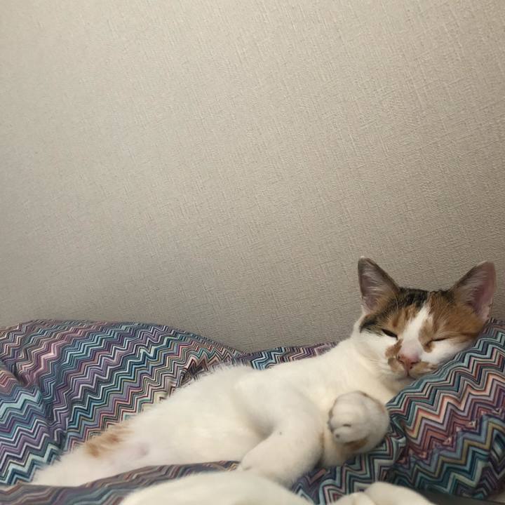 6492c163 d53f 4e4f bbd0 60b5623d3b74 1576978423605