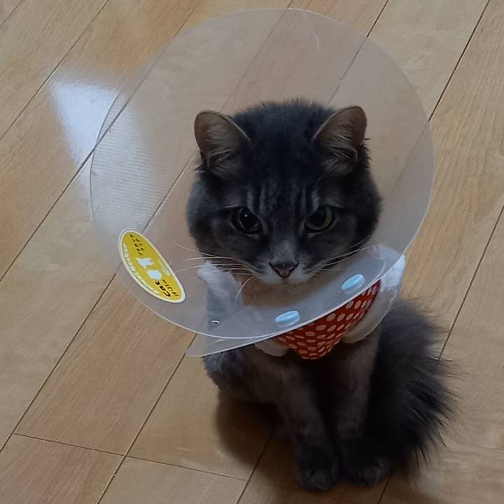 6493cf17 7b44 4bba bd1e 1be0bfb57428 1654389629281