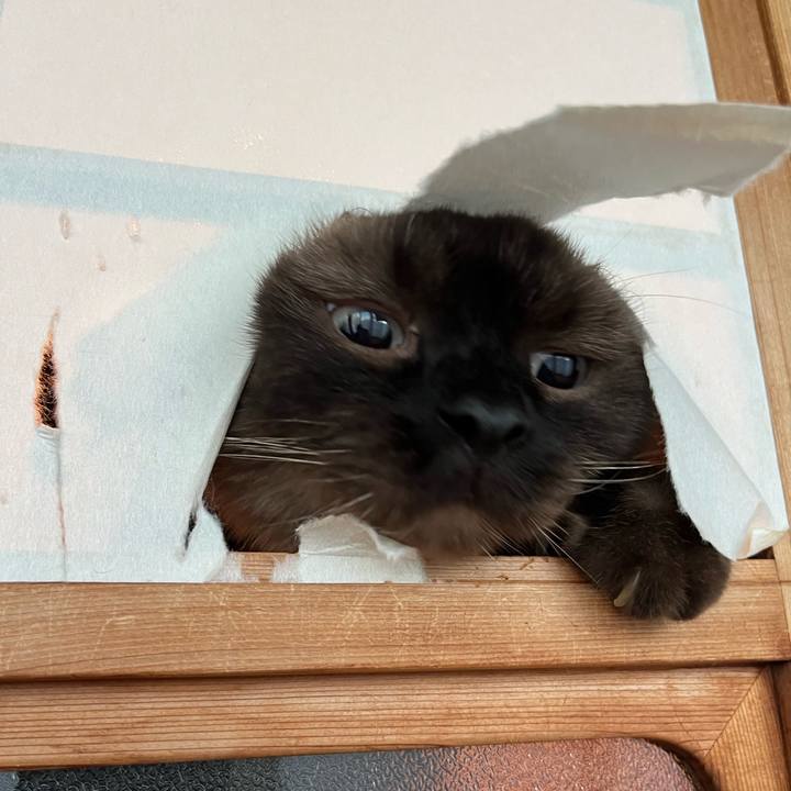 6495af84 dc50 4750 896a 2720ec3dd72d 1723367294579