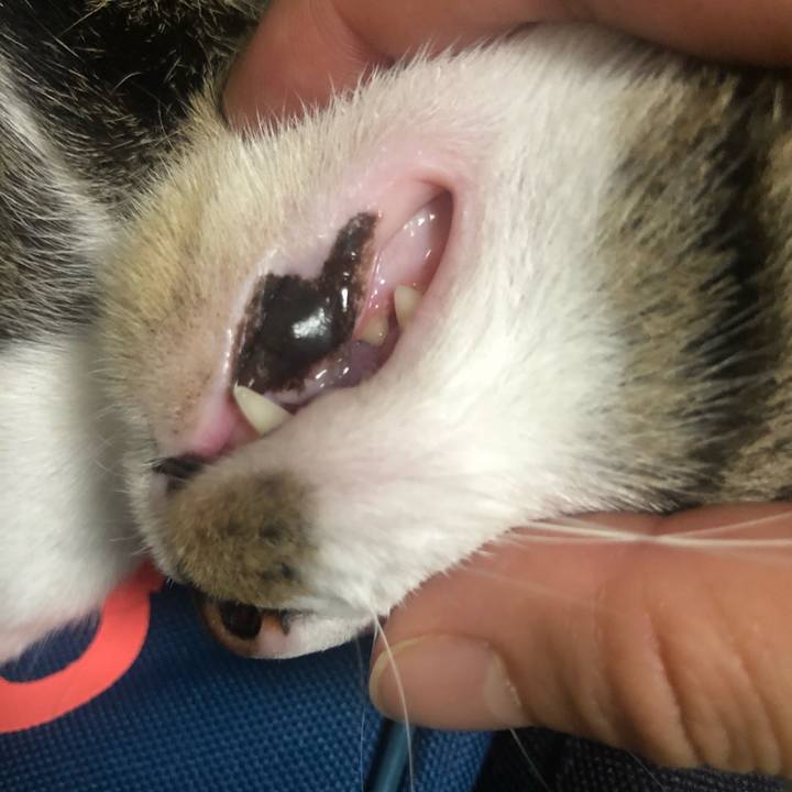 649906ed 35f6 4021 b17a 84ac78e60b49 1594476968343