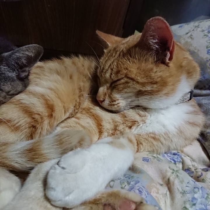 649ad8e3 6256 422d 81df fb14e3087dbe 1590239231717