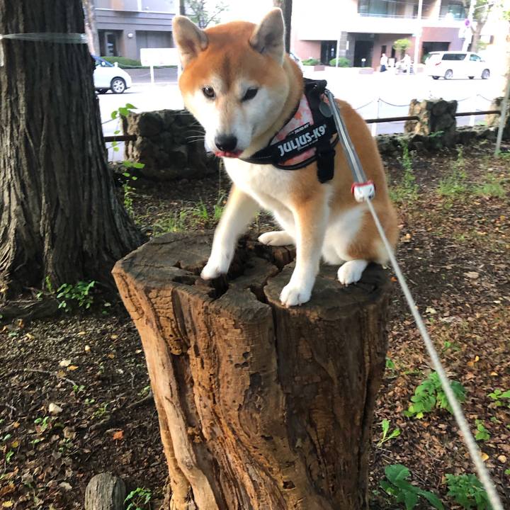 649c0cb8 c7db 4ec7 a4c9 022a1b27ed19 1566899810089