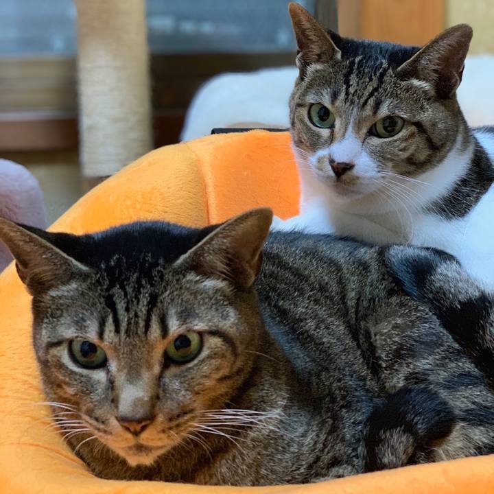 649c11ad 16ff 4ac8 acb8 3fef2a4c5b66 1547341657638