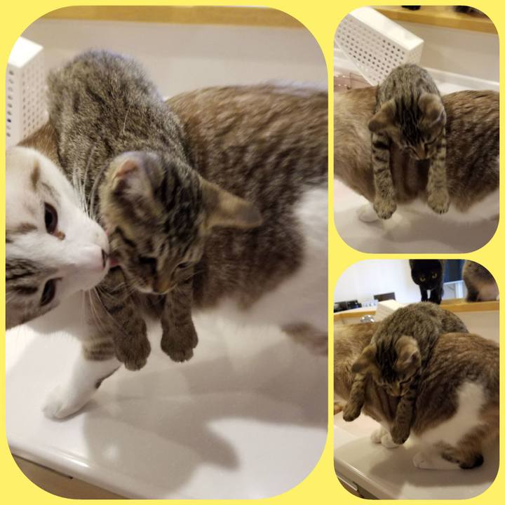 64a474ea 0b92 4298 a5b6 e14a5e22468d 1537607067283