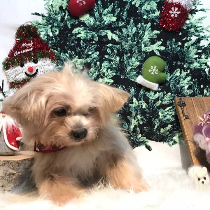 64a4b1a3 f53c 492f a0b2 69e0e716229f 1545130368536