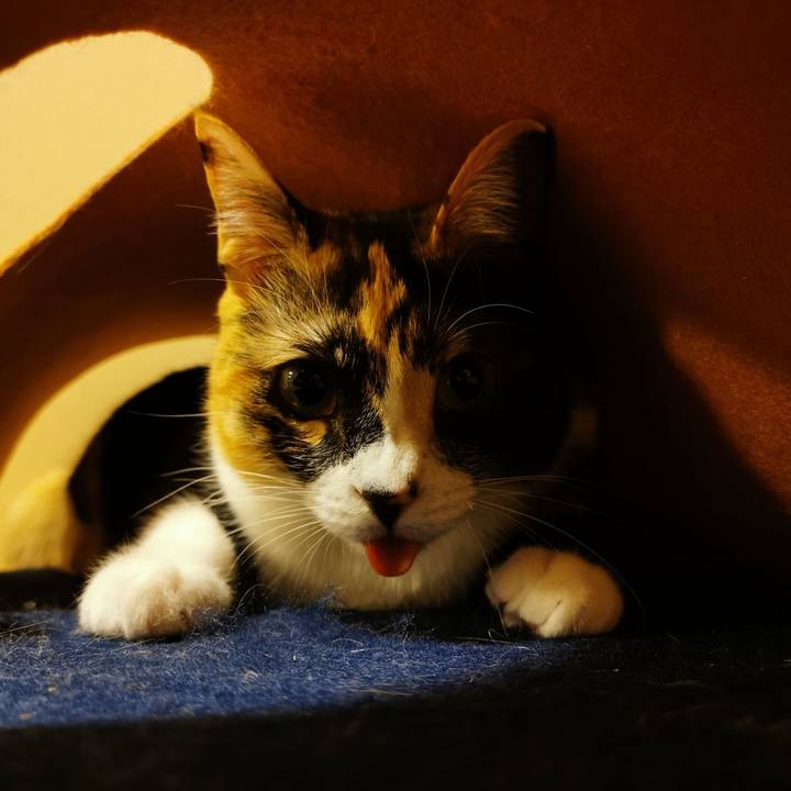 64a729cf f92a 42ce a03c 18842559bb45 1648970634778