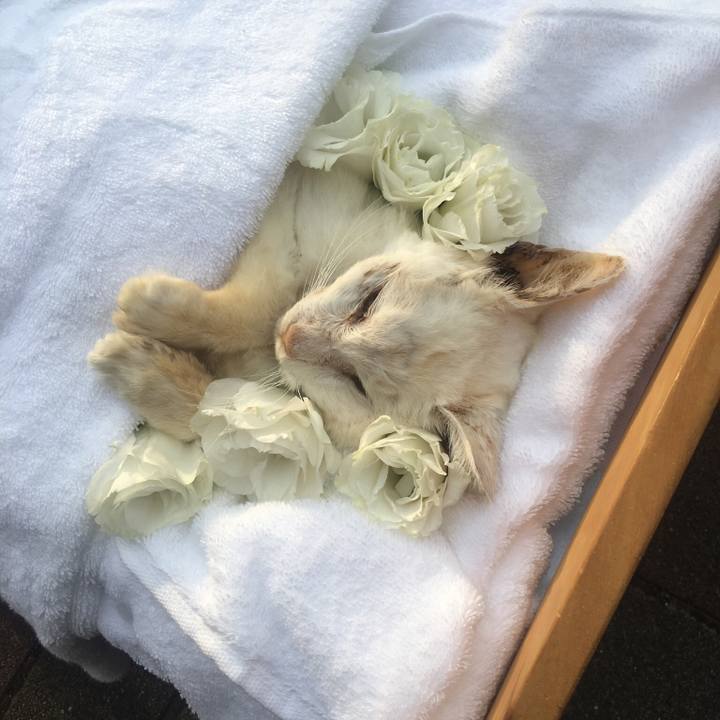 64a801bd fd7d 4678 b505 1037c22cb022 1526558187747