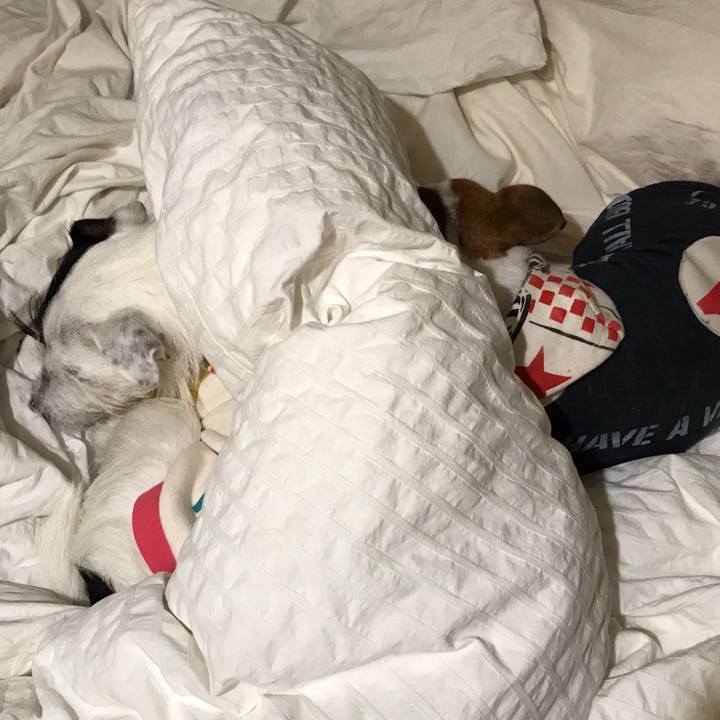 64a80274 563c 44c4 b507 4485bbae20dc 1510836166018