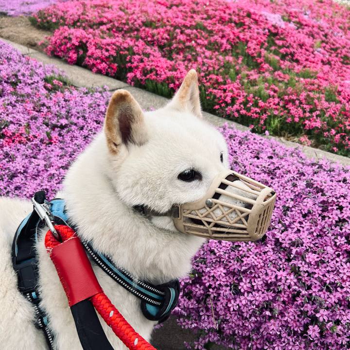 64b2e2b2 8bd7 4d52 92b7 894dc5d8e196 1684444686780