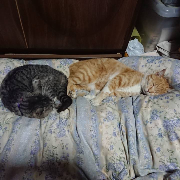 64b3e032 f9d5 4078 b1e4 816d1dc52173 1589287051460