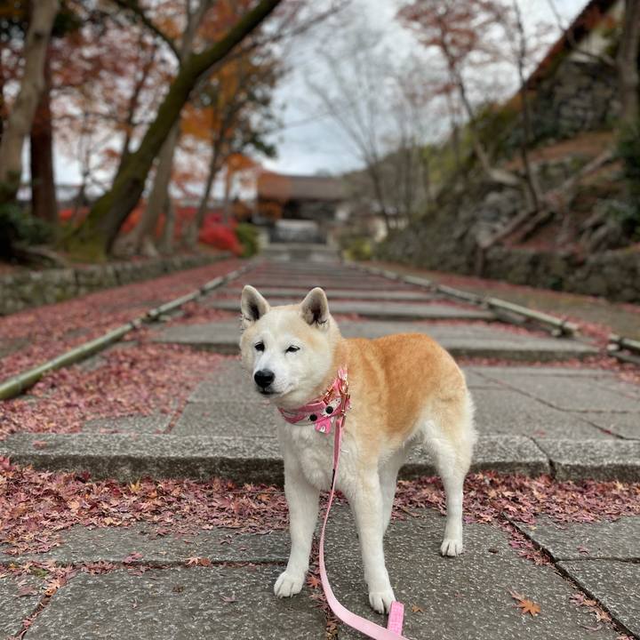 64b671fb da44 449f b388 d23827798c45 1638589933288