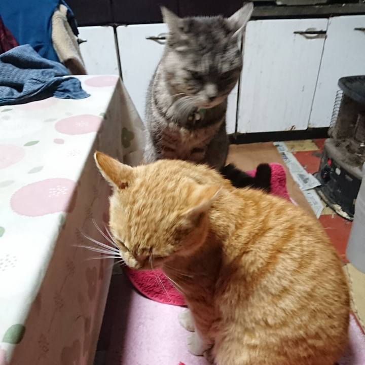 64b762e0 d858 4f71 9d75 fbcc2c177751 1585685581221