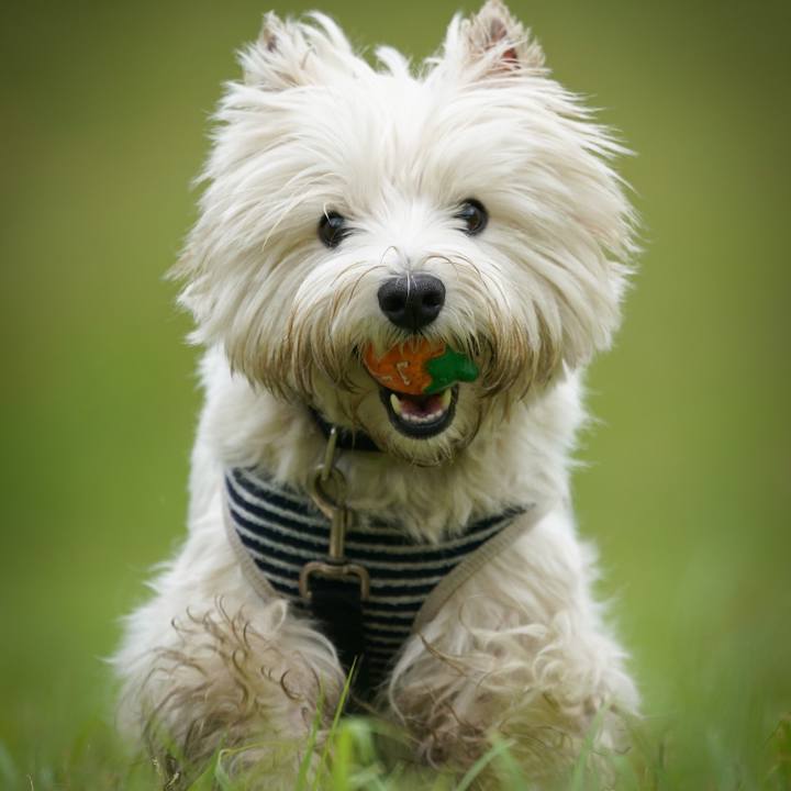 64b808c9 4845 4e80 be15 e18b365ef27c 1527508721036