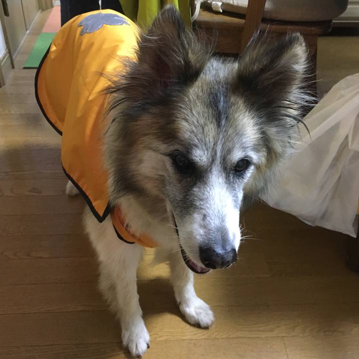 64b9c10b fcc3 499e a771 24f37dc78907 1508670901620