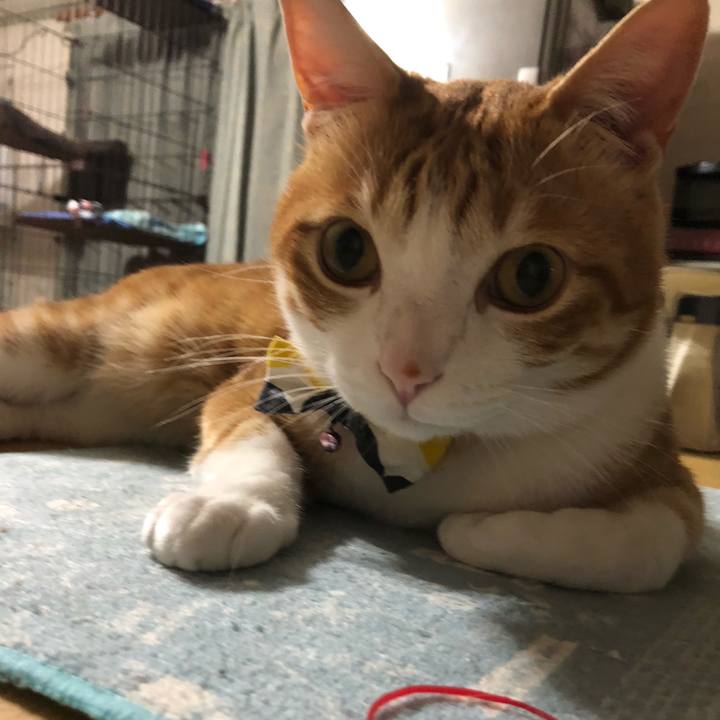 64ba8010 4153 48f2 a93a d57cfe4a30a0 1558271816472