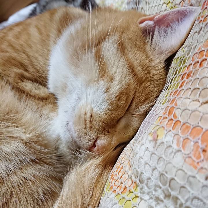 64ba86e1 f98a 48ac b6ce 2d37e58130d2 1574164656021