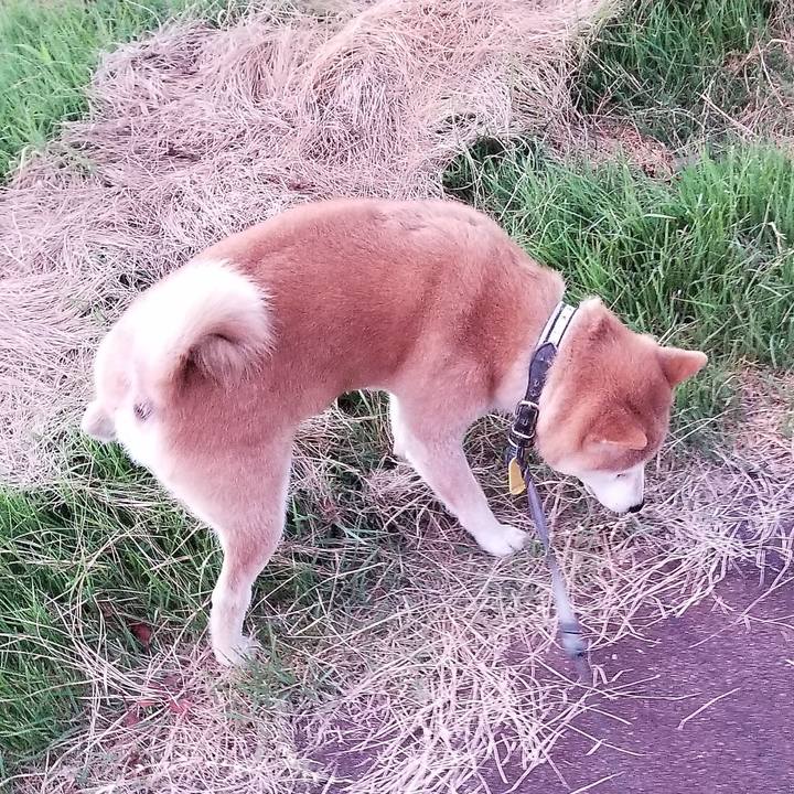 64ba8f61 2e0d 4473 a2cd c7f170f95abd 1597830050937