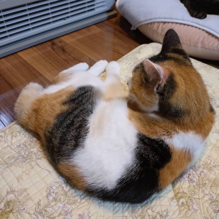 64c17a29 7f17 4b4d 8810 9afd6edcd653 1763718685007