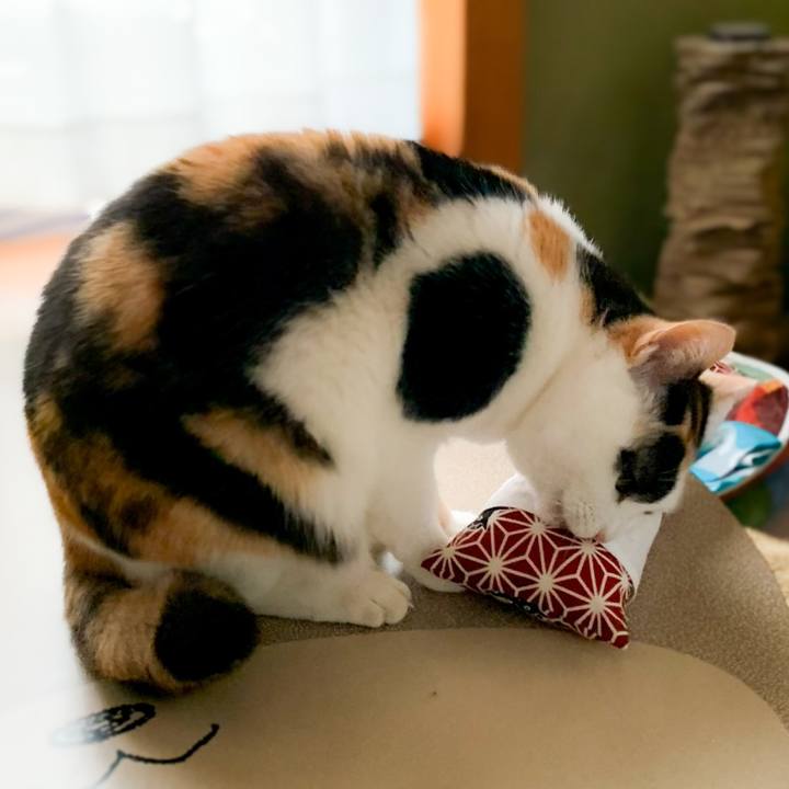 64c19ee7 d906 4bee 8b9c a4c364fe0ce8 1582769060225