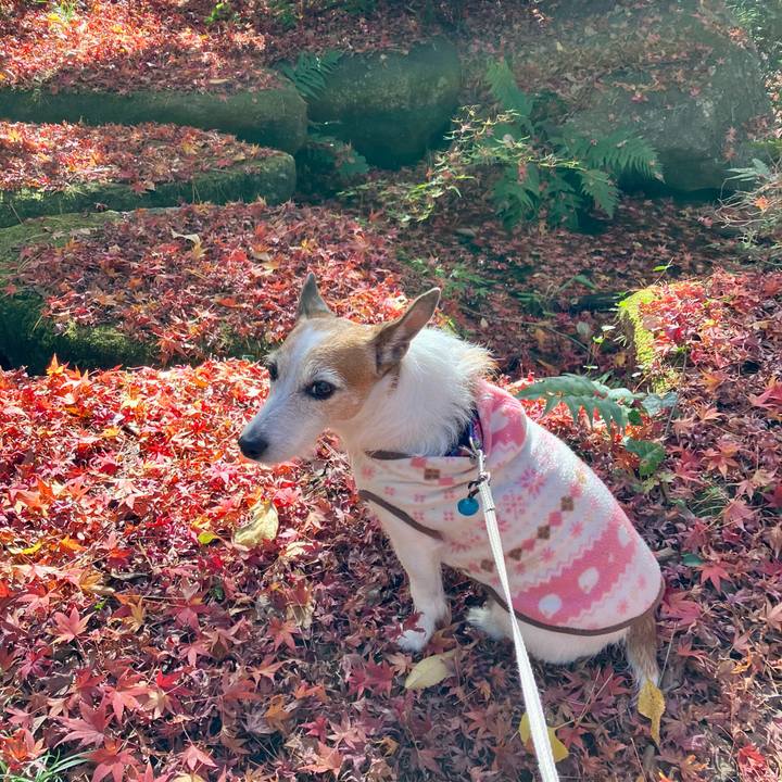 64c2c455 d534 4dc4 bc87 a8f09b993f33 1669591650542