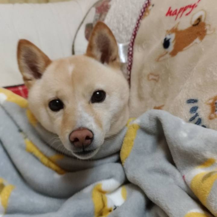 64c348da c845 4305 b0a9 d5b87d53dc90 1577698729701