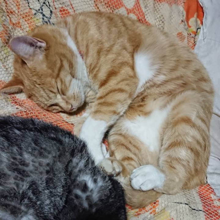 64c48183 0ef5 478b be5e 73a28e6007d8 1572701641042