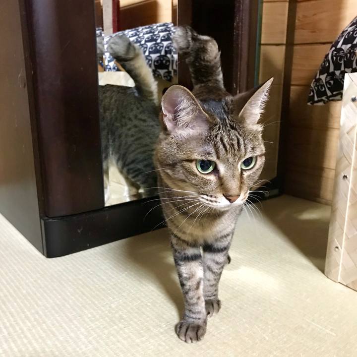 64c4daae c395 4c90 add9 0eb9f5a34d29 1527069376206