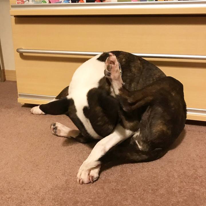 64c6b3c8 c8f9 48cf 9ab1 d3391521baf4 1516281225607