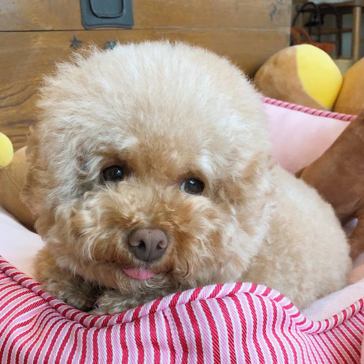 64c8aca9 83a3 434c a501 10d8ca0d19ba 1508385277413