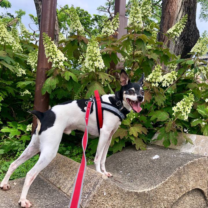 64c8b4b8 e1c5 4f98 8313 30b50a84ff94 1558135980411