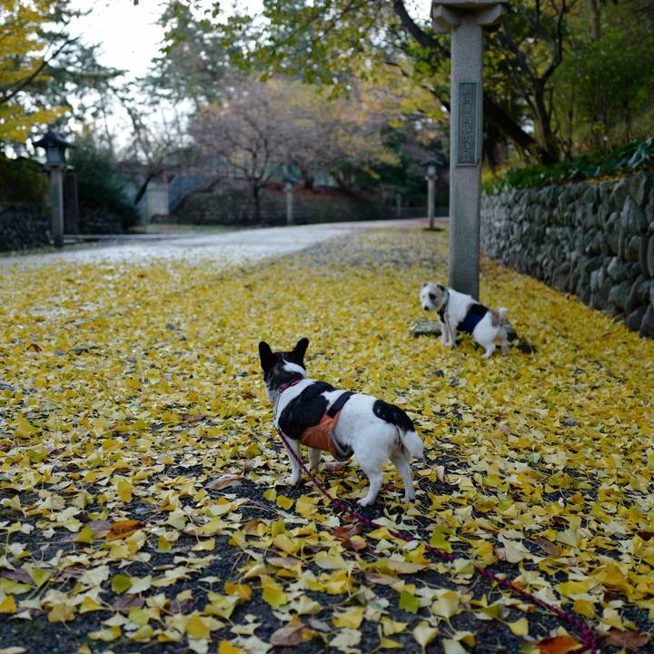 64c8ba54 1817 4b68 8910 d238af0aa09c 1542772182447