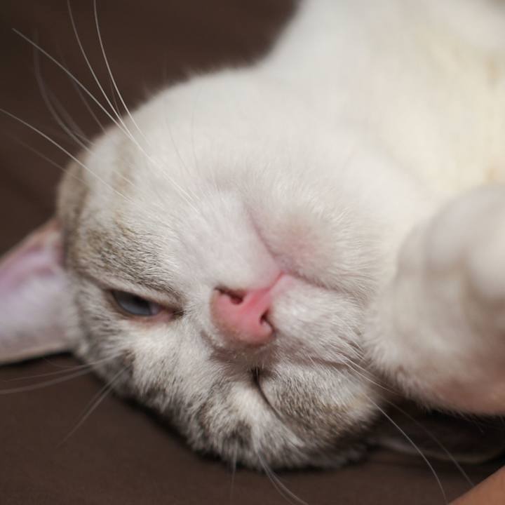 64c96032 112a 4d67 be33 44d3cd54ce55 1534686602510