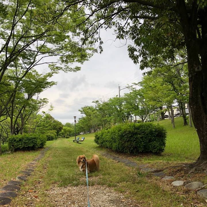 64c9b8ea 14a5 4a8d abd1 1609c2087138 1559255966821