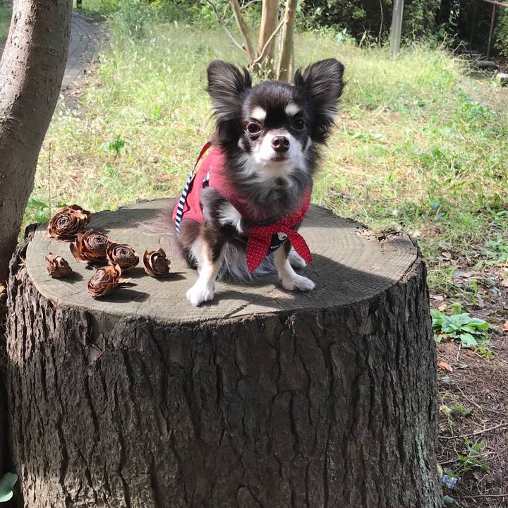 64ca17b7 5414 4f5c 84a1 8761584b0343 1571543847263