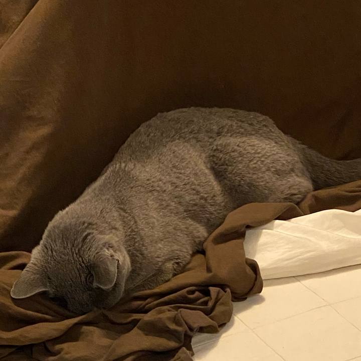 64cd90a8 2e62 4590 b762 eca5faf3291a 1587372503332