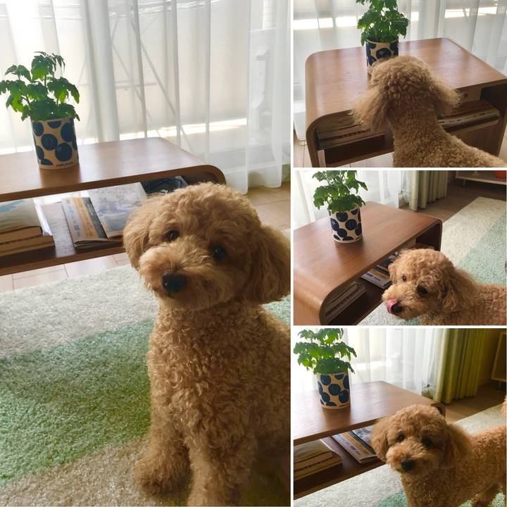 64cd9d66 2128 42cb b684 342c45f4c4d5 1527218006029